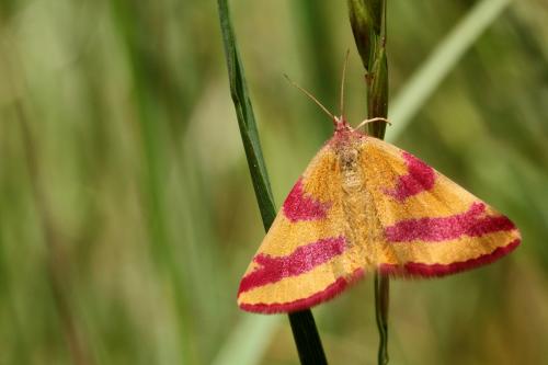 Réf. 184 497 : Lythria cruentaria